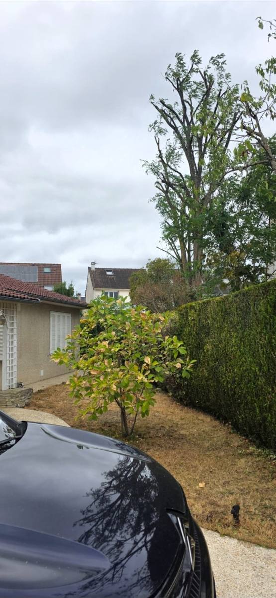 Après — ELAGAGE ET TAILLE D'UN ACACIA