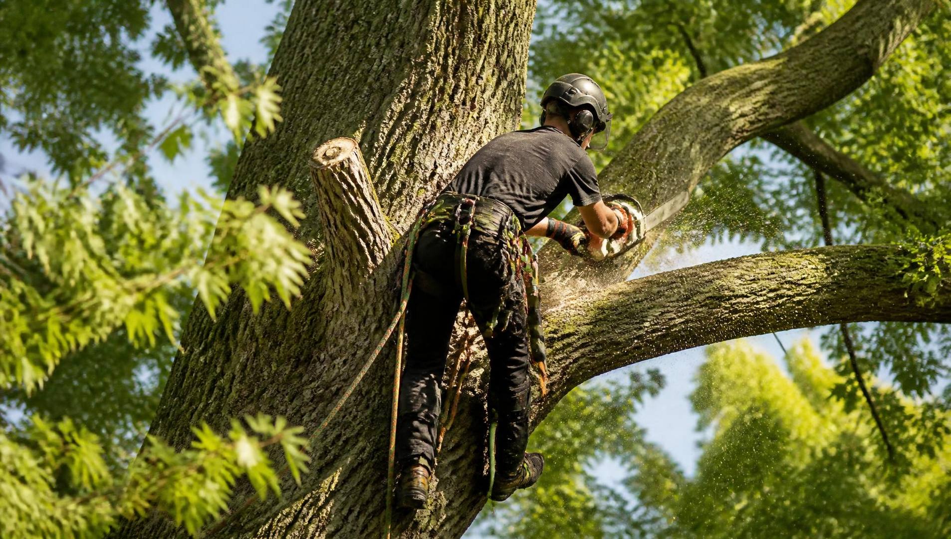 Élagueur en hauteur dans un arbre avec harnais et tronçonneuse